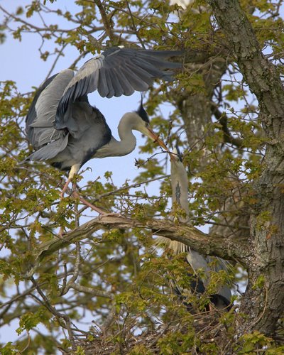 Grey_Herons